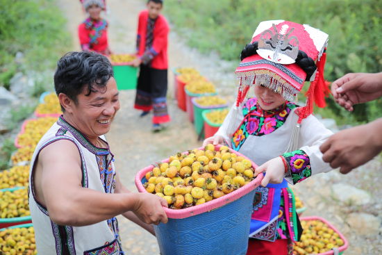 贵州刺梨原生态产业,贵州刺梨产业的发展历史