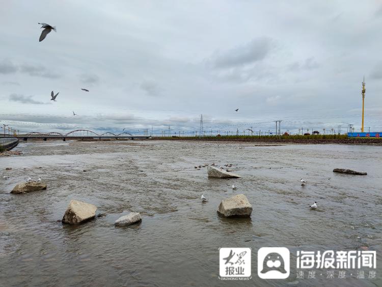 又见刚察｜这就是“聊城力量”！实拍沙柳河畔大美风光，再现“湟鱼洄游”奇景