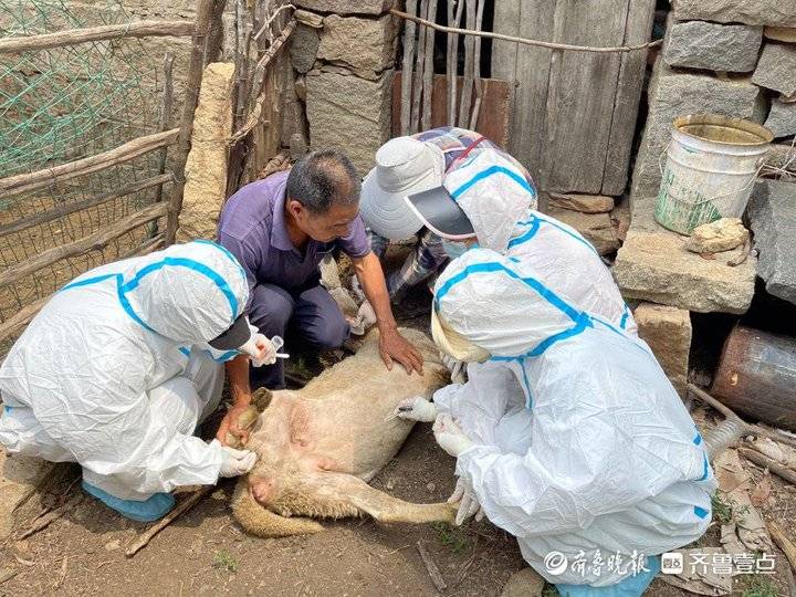 一只羊身上有12只虫子,疾控人员在家找出大量蜱虫