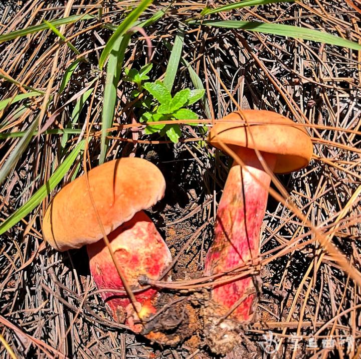 马龙菌之味：酸菜煮杂菌