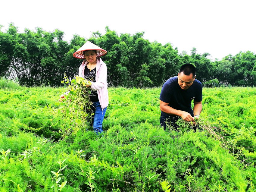 玉林三产并举发展中医药产业,玉林中医药健康产业园前景怎么样