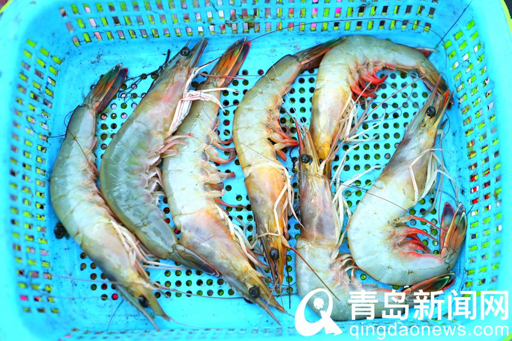 青岛海鲜直播七鲜海汇卖货,青岛海鲜水产直播卖货