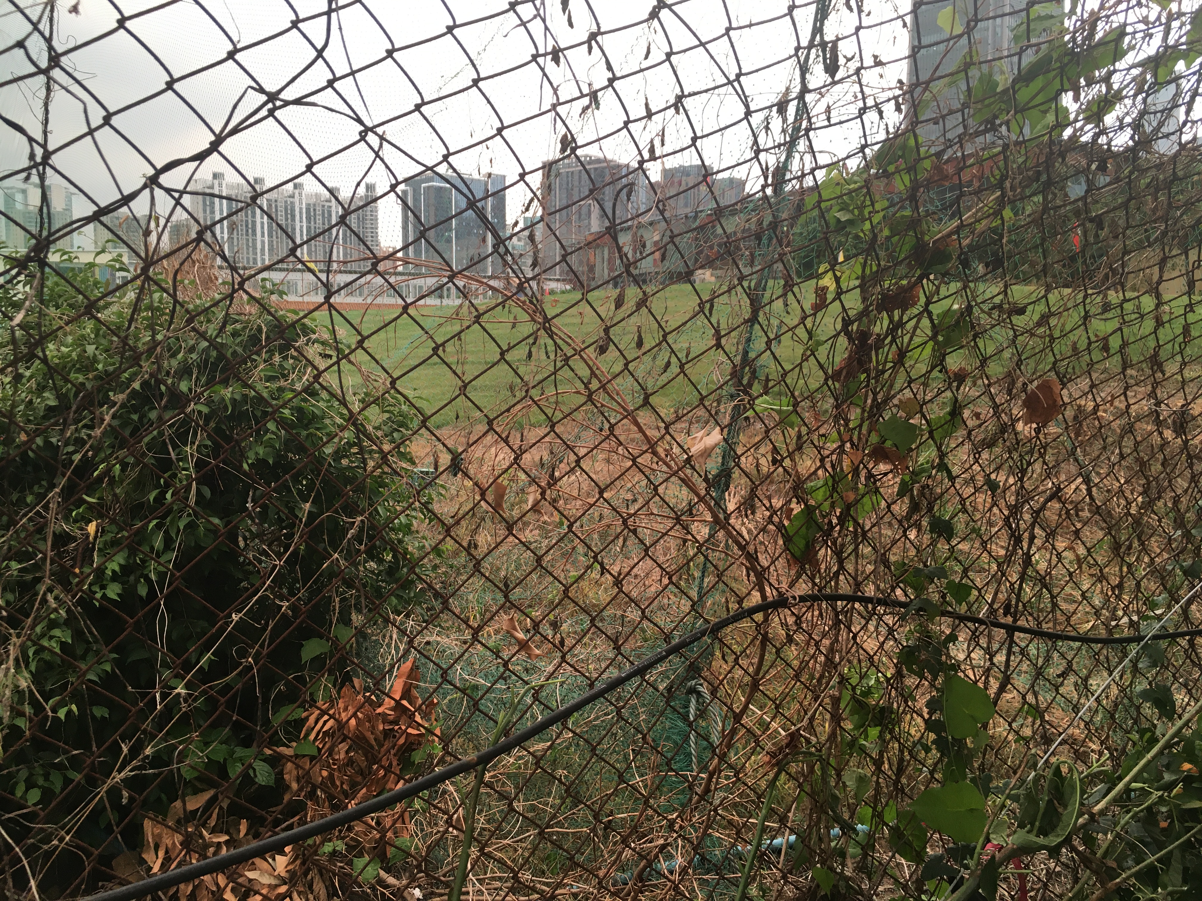 广州赛马场恢复跑马么,广州赛马场价值