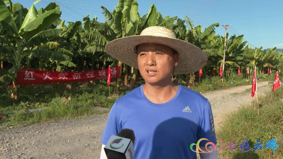 红火蚁防治方法主要有三大类,红火蚁防治方法大全视频