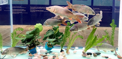 鲤鱼有多大的力气,鲤鱼在水里有多大力量