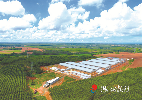 正大养猪场视频,看大猪场养黑猪