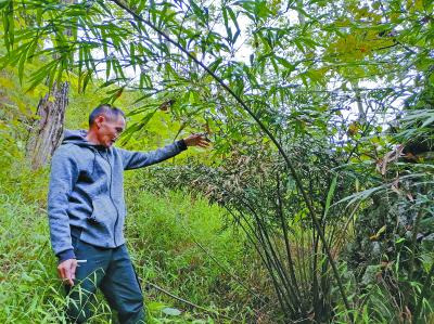 重返壮乡十余载“植物界大熊猫”苏铁在德保迎新生