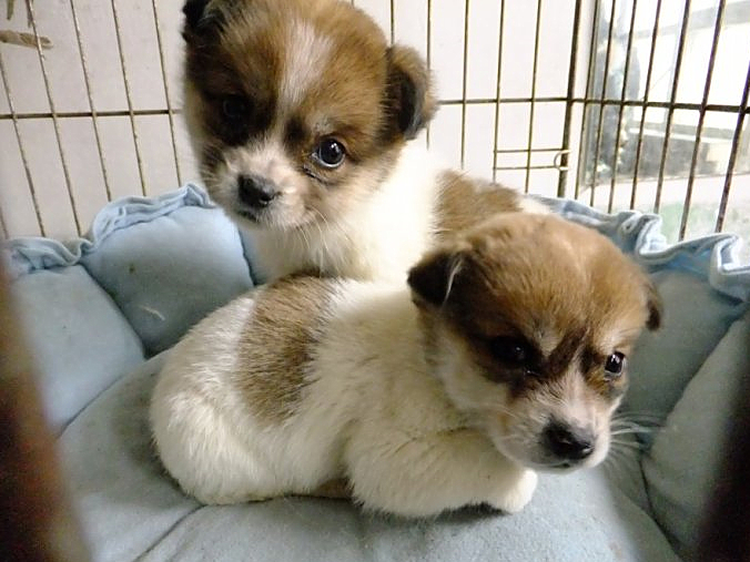 铲屎官给哈士奇洗澡,铲屎官们不能给猫咪做的事情