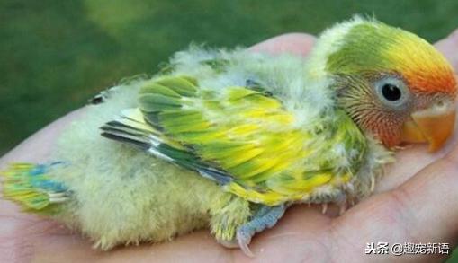 如何养好宠物鹦鹉视频讲解,萌宠造型鹦鹉怎么养