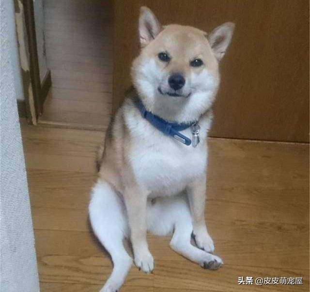 新到家的狗狗可以吃狗粮和喝水吗,纠正狗狗挑食只能喂狗粮吗