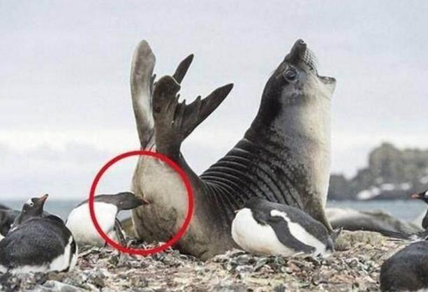 30张搞笑图片gif,笑晕过去搞笑图片