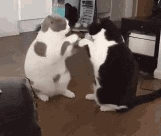 相处好几年的猫咪互相哈气低吼,相处了很久的猫突然打架