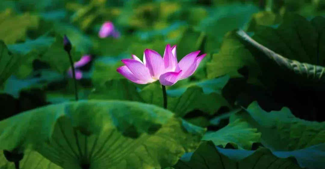 带你了解梅州,梅州介绍宣传片