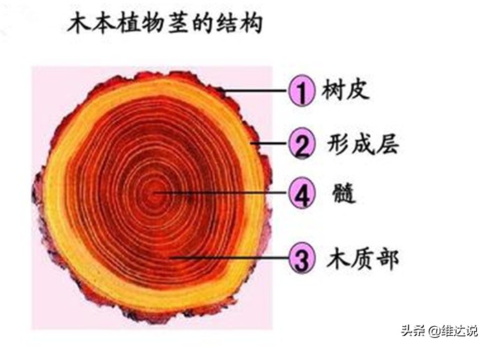 长得高大像“树”的香蕉树却是“草”,天生有籽却靠无籽誉满全球