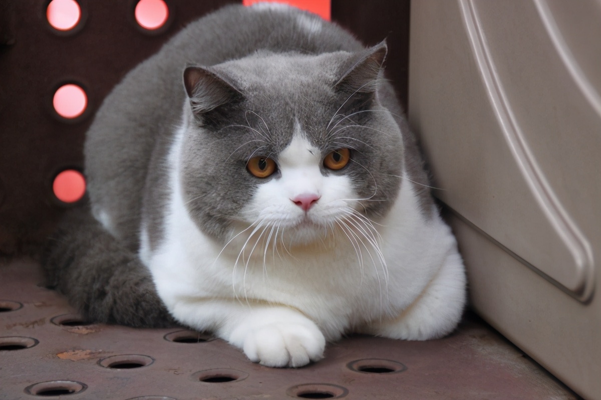 英短蓝猫如何看品种纯不纯,英短虎斑猫怎么看纯不纯