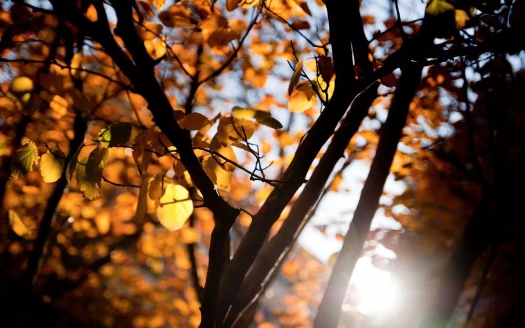 央视十大经典背景音乐,央视常用的16首经典背景音乐