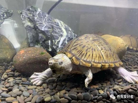 养剃刀龟新手一定要注意这几点,剃刀龟为什么不建议养了