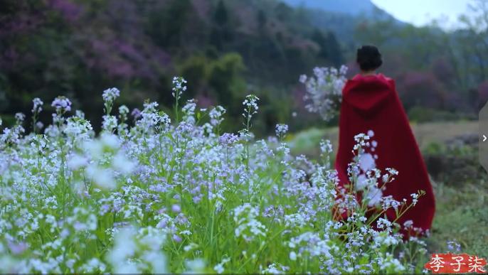 李子柒消失的55天鲜花宴,李子柒火到全球的视频