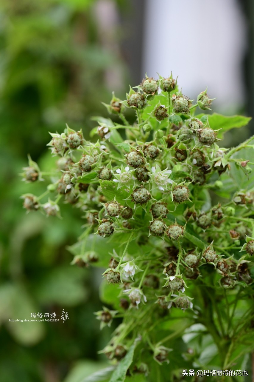 花园里种树莓吗,树莓在庭院里如何种植