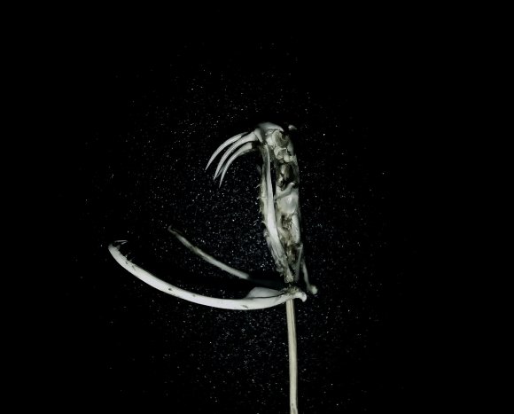 烙铁头蛇重庆,重庆的剧毒蛇