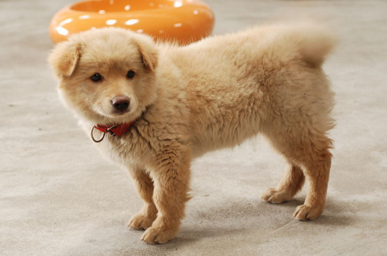 狗狗如何托运避免死亡,狗狗怎么托运最便宜