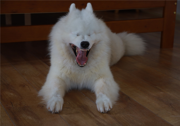 狗狗流鼻血是什么病的前兆,狗狗鼻口有白色浓鼻涕是怎么回事