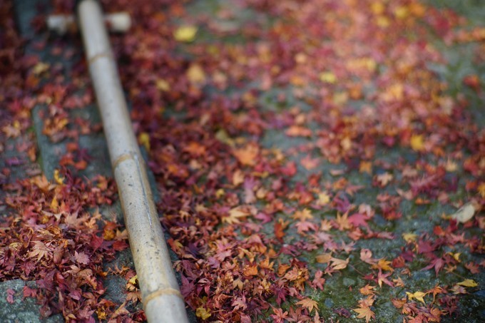 京都赏枫2022,京都赏枫必去景点有哪些好玩的