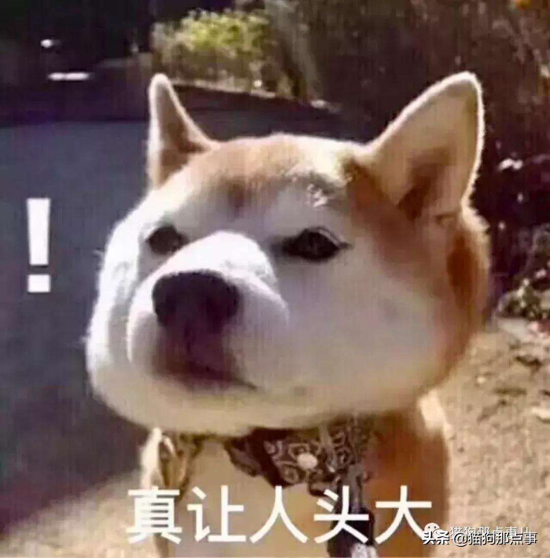 麦富迪冻干粮和双拼粮哪个好,麦富迪狗粮宠二代