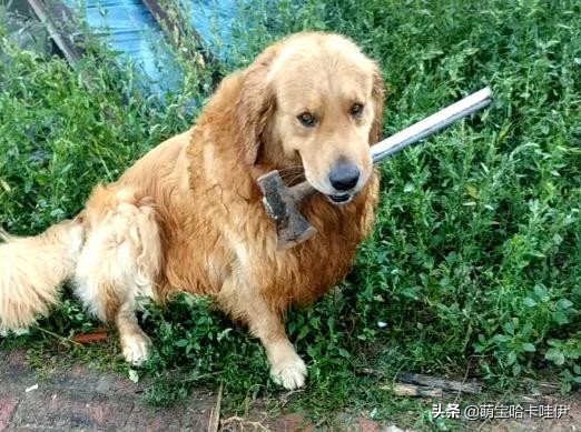 金毛频繁换主人,金毛被救下后开始了报恩