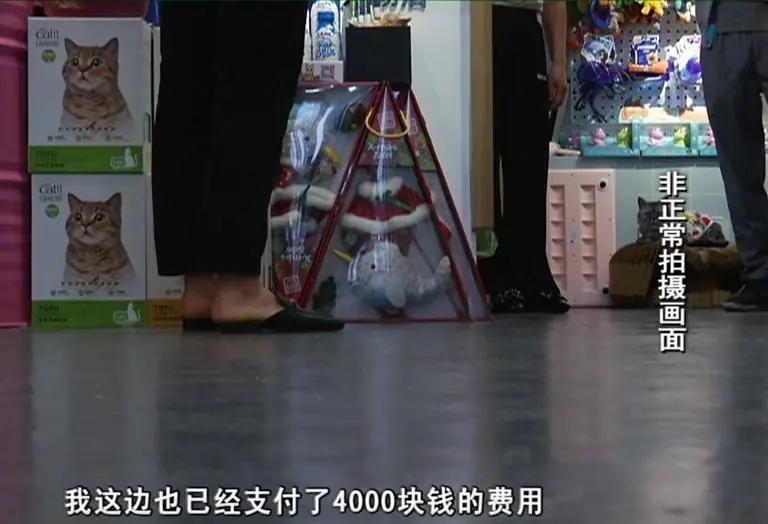 寄养“恶霸”离奇暴毙，医生说，可能是热的……