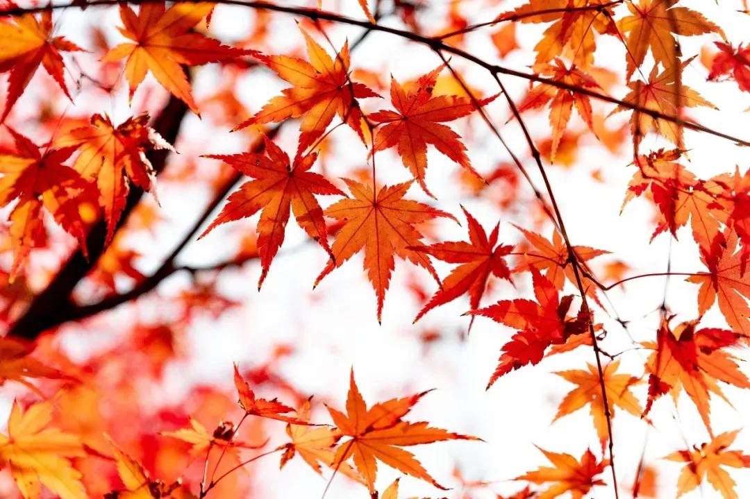 写秋韵的古诗有哪些,学生时代学过描写秋风节气的古诗