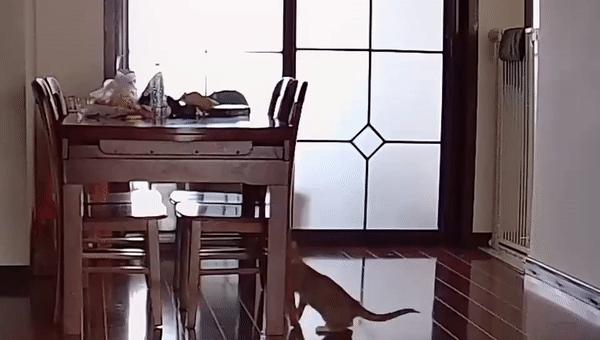 双目失明的猫咪好养吗,瞎了一只眼睛的猫能养吗