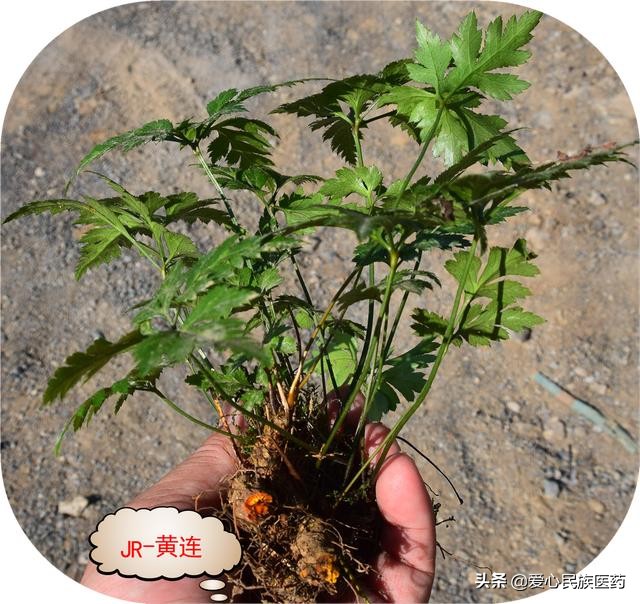 一字之差中药材,常见中药对比认清中药很重要