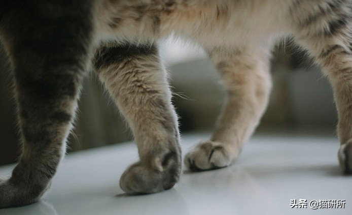 这9个猫界冷知识，你知道么？