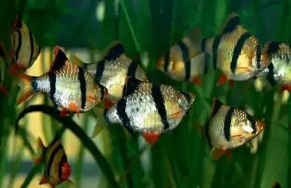 新手买什么观赏鱼最好又便宜,如何购买到高品质的鱼