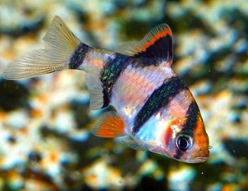 虎皮鱼吃什么饲料最好,虎皮鱼幼崽能吃些什么