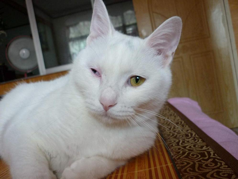 猫咪感冒咳嗽和猫鼻支区别,猫咪咳嗽也是因为猫鼻支吗