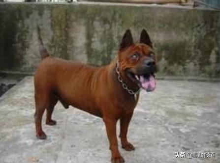 金毛禁养犬名单曲靖,曲靖麒麟区城区养犬标准规定