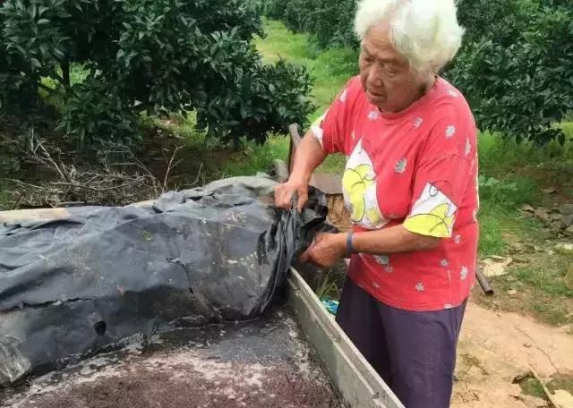 脐橙酵素肥,橙子酵素肥料