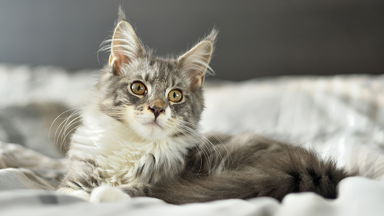 养宠出现的问题,爱宠丢失综合症怎么办