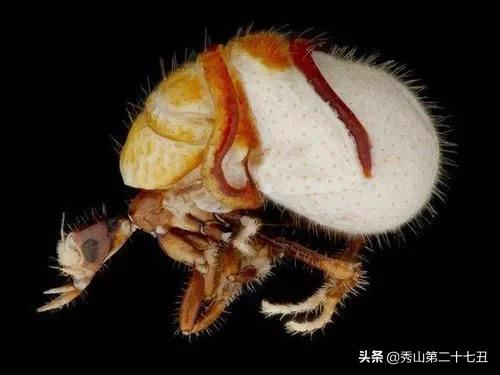 最强节肢动物排行榜,攻击力最强的十种节肢动物