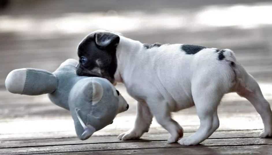 法国斗牛犬能成为“网红狗”，除价格贵之外，这些优点也是很亮眼