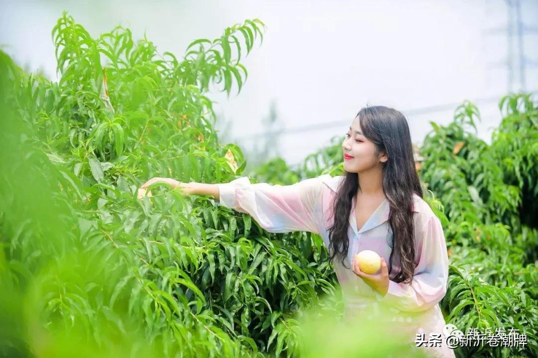 甜蜜产业助推乡村振兴,甜蜜产业让群众日子越过越甜