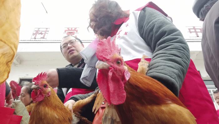 寿县散养溜达鸡出售,溜达鸡团购淮南