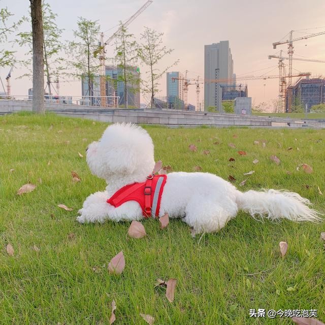 主人不在家狗狗撕纸怎么办,主人不在家狗狗怎么办