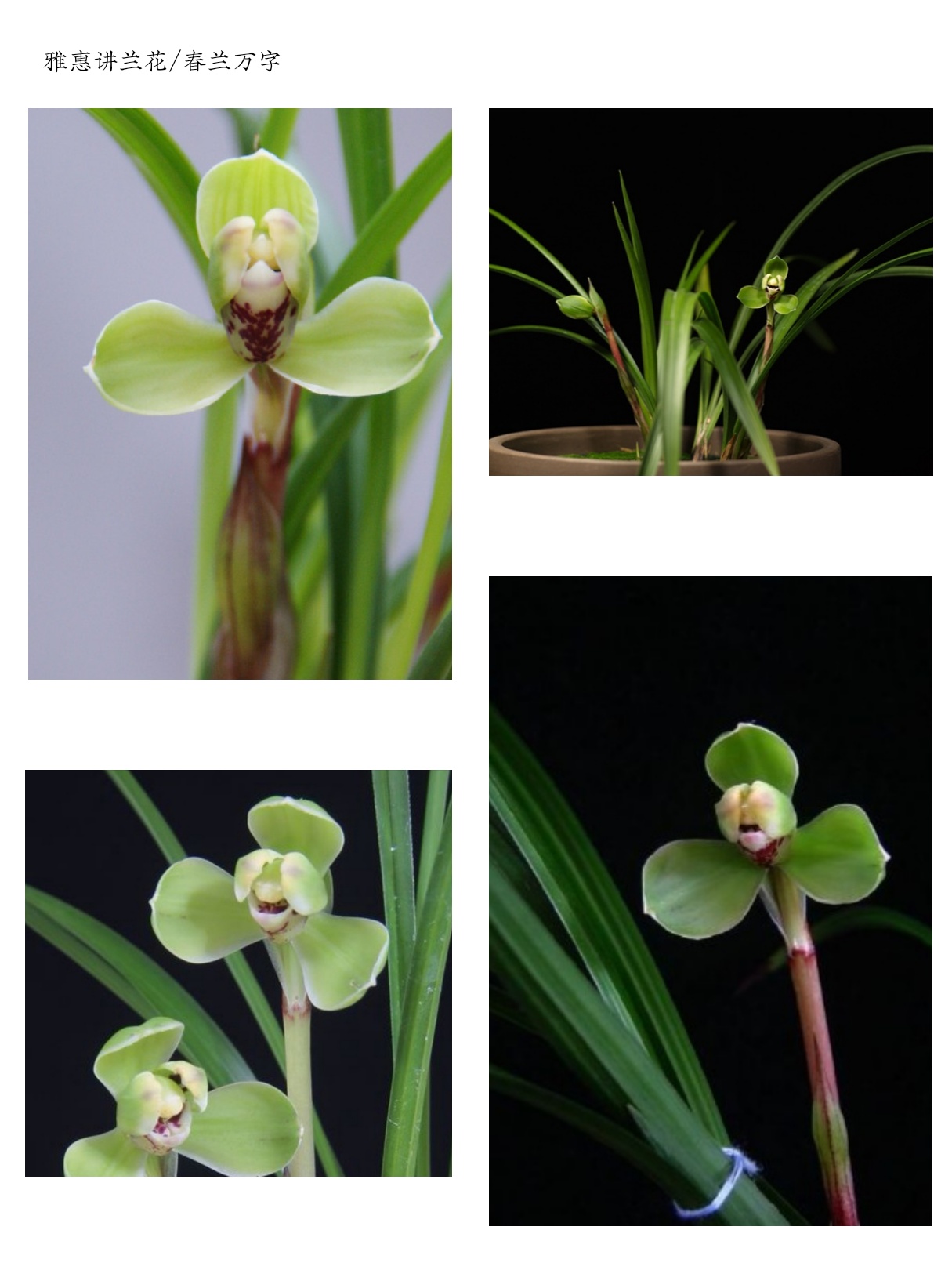 阳台养兰春兰品种推荐,兰友喜欢的春兰品种排名