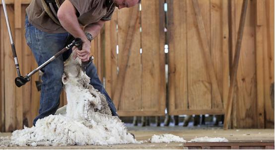 剪羊毛需要技巧吗图解,羊毛怎么剪才好