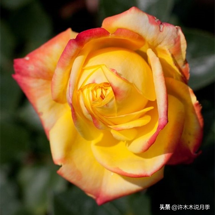 买回来的月季不长花骨朵怎么办,买回来的月季不开怎么回事