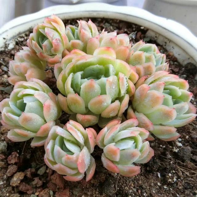 夏季养多肉冰梅,记住“3不要”,轻松养出群生状态