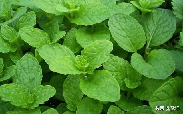 外国人迷恋香草,外国人迷恋中国美食